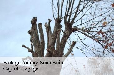 Etetage  aulnay-sous-bois-93600 Caplot Elagage