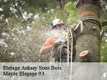 Etetage  aulnay-sous-bois-93600 Mayer Elagage 93