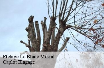 Etetage  le-blanc-mesnil-93150 Caplot Elagage
