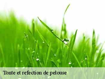 Tonte et refection de pelouse